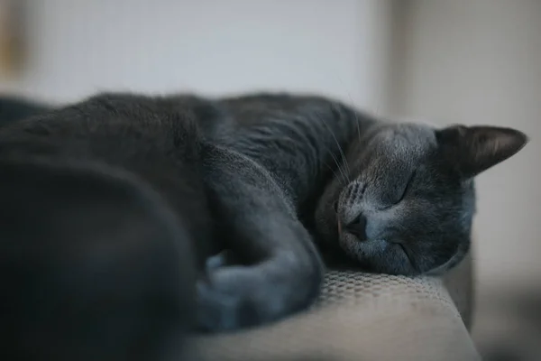 Närbild Svart Fluffig Katt Låg Ner Marken — Stockfoto