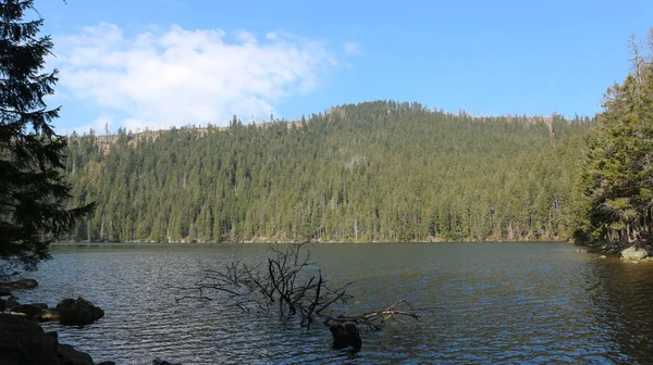 Una Vista Lago Naturaleza Circundante Con Madera Frente Sumava República — Foto de Stock