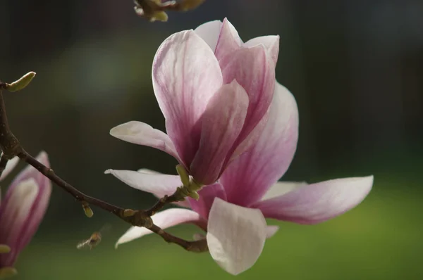 Magnólias São Parque Popular Uma Árvore Jardim Flor Abundante Aparece — Fotografia de Stock