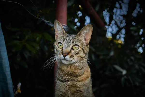 Uma Foto Close Gato Bonito Olhos Verdes Olhando Para Cima — Fotografia de Stock