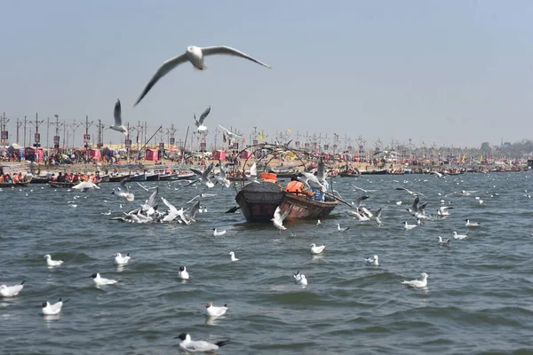 Prayagaraj India Feb 2020 Måsar Som Flyger Över Ganges Vid — Stockfoto