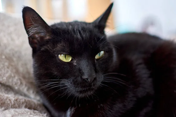 Selective Focus Shot Bossy Black Cat Green Eyes — Stock Photo, Image