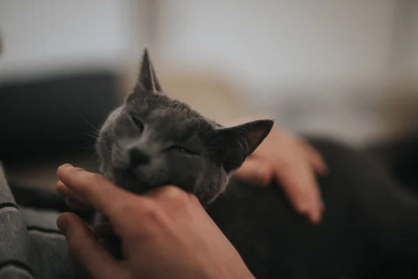 一个男人爱抚他那只毛茸茸的黑猫的特写镜头 — 图库照片