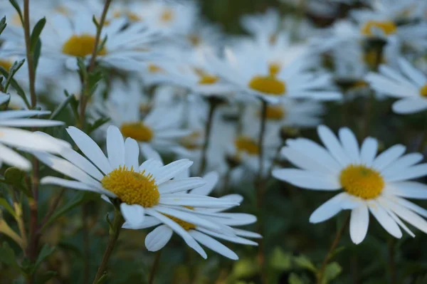 Eine Nahaufnahme Der Wunderschön Blühenden Weißen Kamillenblüten Garten — Stockfoto