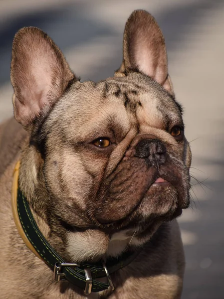 Disparo Vertical Bulldog Francés Con Collar —  Fotos de Stock