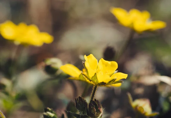 Tiro Foco Seletivo Flores Kaluzhnitsa Amarelas — Fotografia de Stock