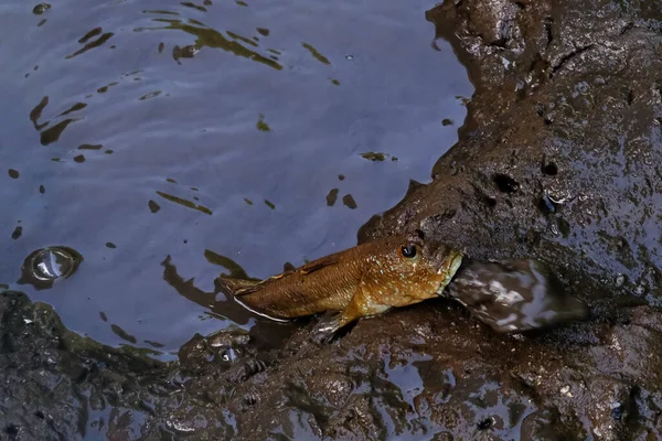 一条褐色的鱼在泥泞的池塘表面的特写 吞没了一块岩石 — 图库照片