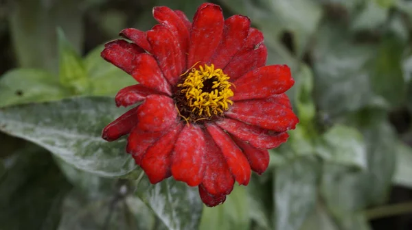 Eine Nahaufnahme Der Wunderschön Blühenden Roten Blumen Garten — Stockfoto