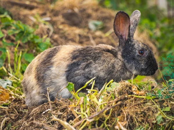 Hnědý Evropský Králík Přírodě — Stock fotografie