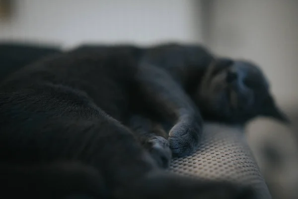 Tiro Perto Gato Fofo Preto Deitado Chão — Fotografia de Stock