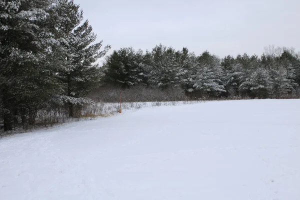 Uma Bela Vista Árvores Cobertas Neve Sob Céu Nublado — Fotografia de Stock