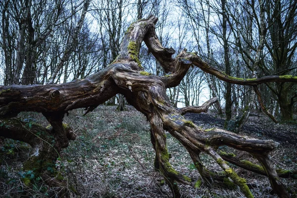 Arbre Sombre Tordu Tombé Dans Les Bois Dures Humides — Photo