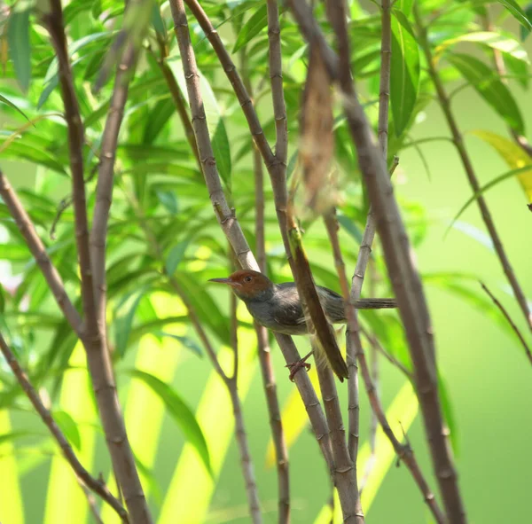 一种小鸟 栖息在两条细长的树枝之间 背景上有明亮的绿叶 — 图库照片