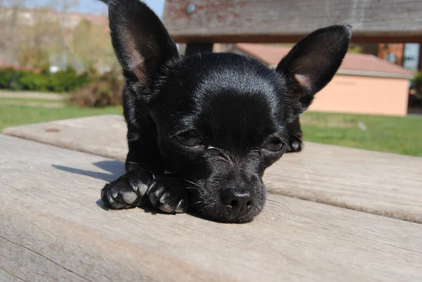 Closeup Shot Cute Black Chihuahua Lied Wooden Bench — Stock Photo, Image