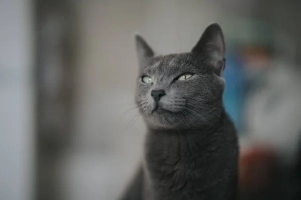 Detailní Záběr Černé Nadýchané Kočky Zírající Rozmazané Pozadí — Stock fotografie