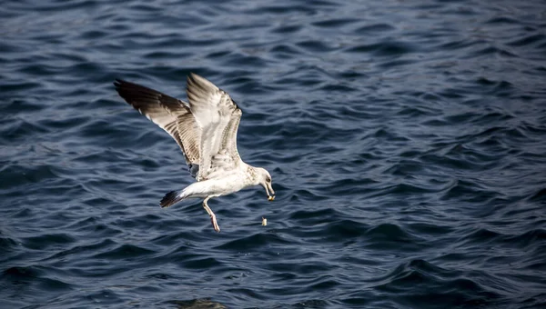 Чайка Літає Над Хвилястим Озером — стокове фото