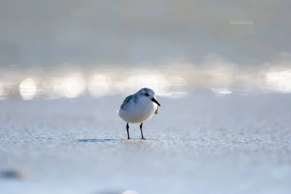 Nahaufnahme Eines Kleinen Sanderlings Calidris Alba Auf Verschwommenem Hintergrund — Stockfoto