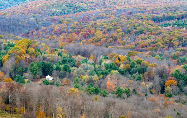 Een Betoverend Uitzicht Een Prachtig Landschap Met Hoge Bomen Kleurrijke — Stockfoto