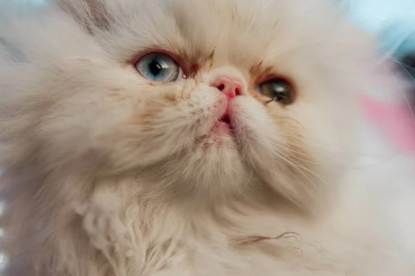 Tiro Foco Seletivo Gato Persa Branco Bonito Com Olhos Azuis — Fotografia de Stock