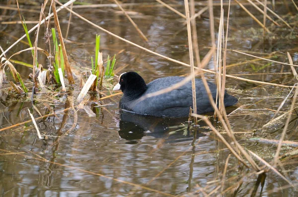 Nahaufnahme Eines Blässhuhvogels Der Auf Einem Teich Schwimmt — Stockfoto