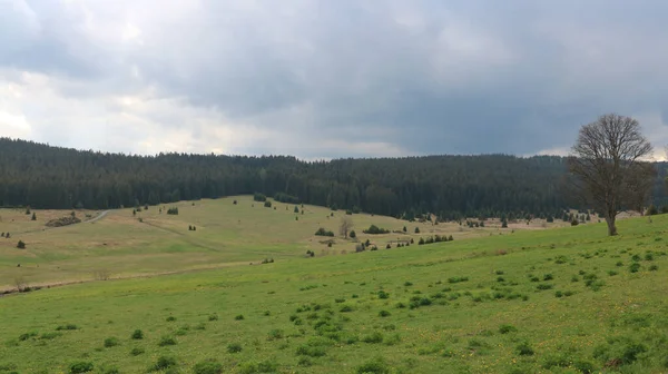 Kilátás Gyönyörű Völgyre Nemzeti Parkban Tele Fákkal Zhuri Cseh Köztársaság — Stock Fotó