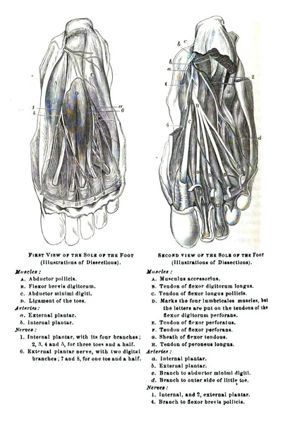 Uma Ilustração Livro Didático Século Xix Explicando Anatomia Humana — Fotografia de Stock