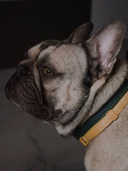 Een Verticaal Schot Van Een Franse Bulldog Met Een Kraag — Stockfoto