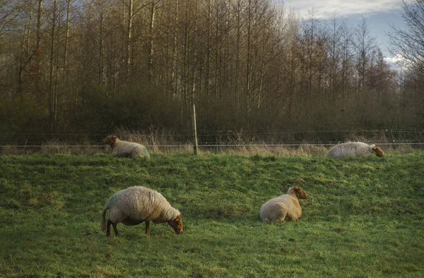 Closeup Shot Sheep Grazing Grass Relaxing Grassland — Stock Photo, Image