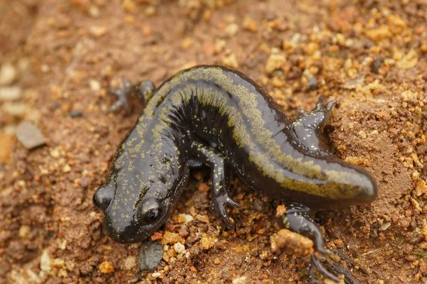 Uma Salamandra Bico Longo Ocidental Ambystoma Macrodactylum Chão — Fotografia de Stock