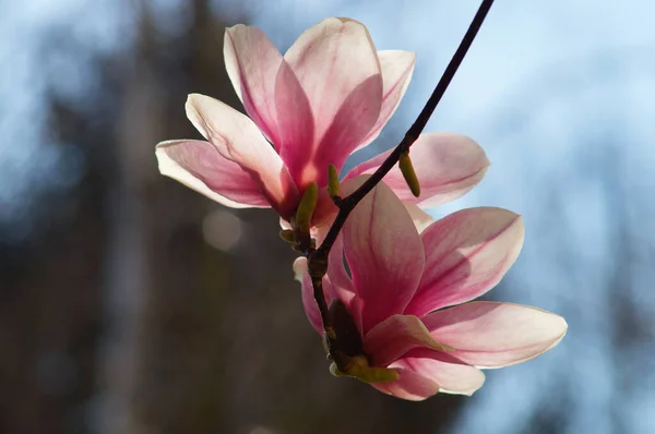 Magnólias São Parque Popular Uma Árvore Jardim Flor Abundante Aparece — Fotografia de Stock