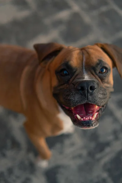 Tiro Vertical Cão Boxeador Alemão Sorridente — Fotografia de Stock