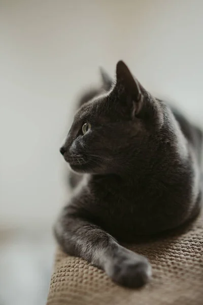 一只黑色绒毛猫的垂直镜头躺在地上 — 图库照片