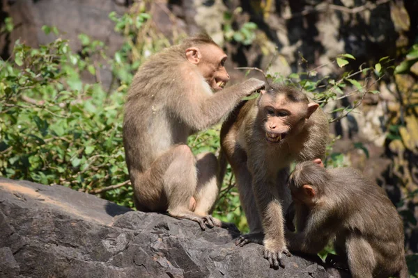원숭이의 클로즈업 — 스톡 사진