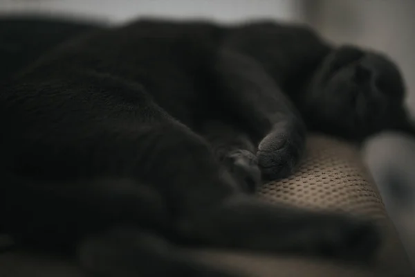 Lovitură Closeup Unei Pisici Pufoase Negre Întinsă Pământ — Fotografie, imagine de stoc
