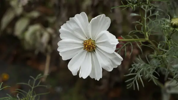 Sebuah Closeup Dari Bunga Putih Indah Mekar Taman — Stok Foto