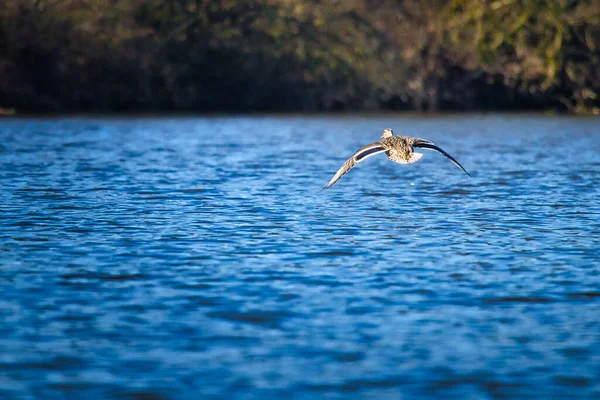 Gölün Üzerinde Uçan Siyah Bir Karabatak — Stok fotoğraf