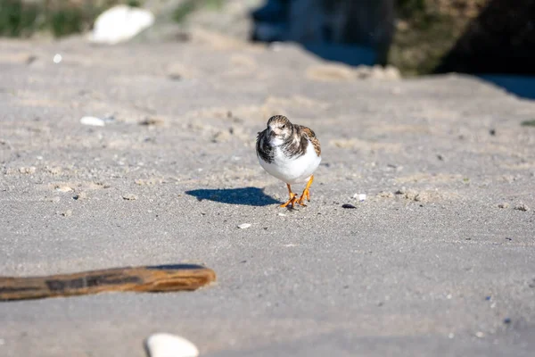 Tiro Seletivo Foco Plover Que Anda Uma Areia — Fotografia de Stock