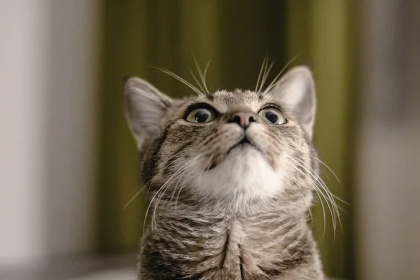 Egy Közelkép Egy Szürke Csíkos Aranyos Macskáról — Stock Fotó