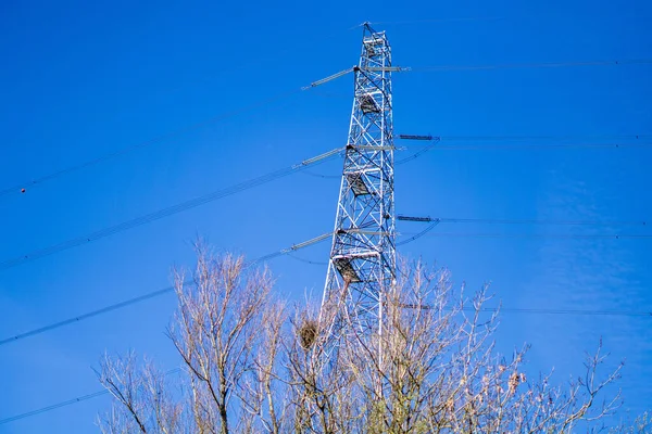 Thin Tree Branches Front Electricity Tower — Stock Photo, Image