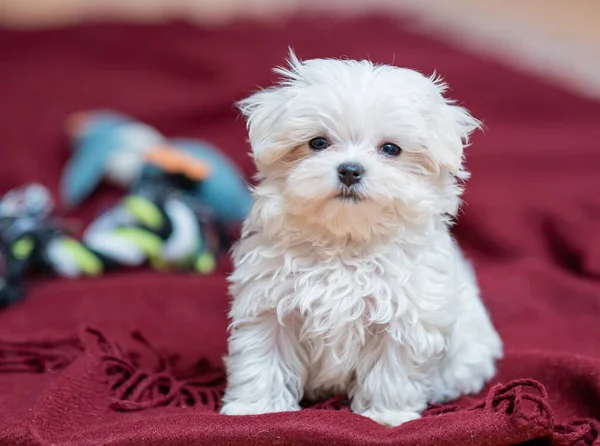 Burgundy Battaniyesinde Oturan Sevimli Tüylü Evcil Bir Köpeğin Yakın Plan — Stok fotoğraf