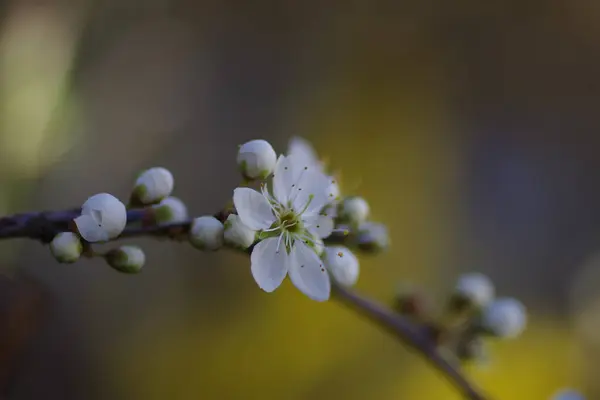 Primer Plano Flores Blancas Una Rama Árbol — Foto de Stock