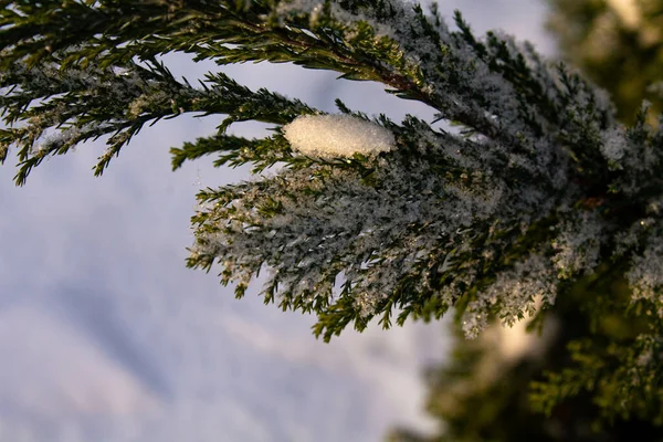 Eine Nahaufnahme Von Schneebedeckten Thuja Zweigen — Stockfoto