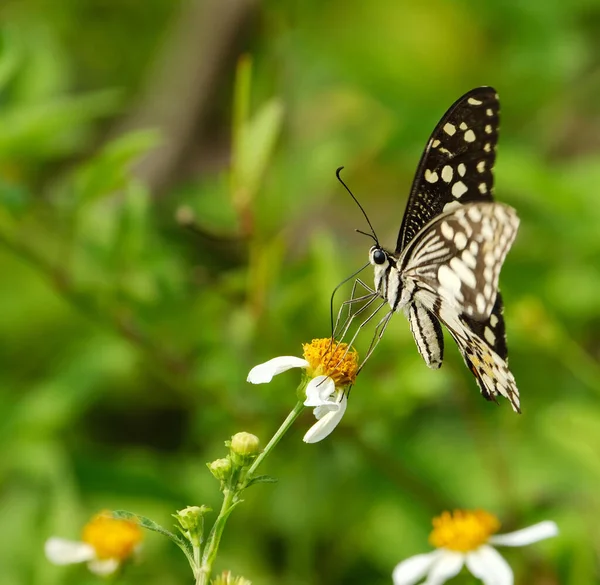 Güzel Siyah Beyaz Bir Kelebeğin Yeşil Arka Planda Duran Bir — Stok fotoğraf