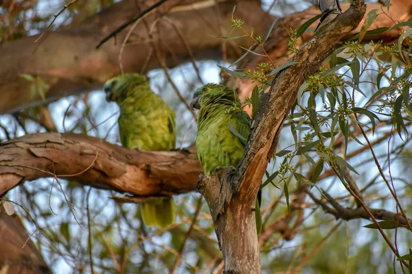 Pair Turquoise Fronted Amazon Amazona Aestiva Also Called Turquoise Fronted — Stock Photo, Image