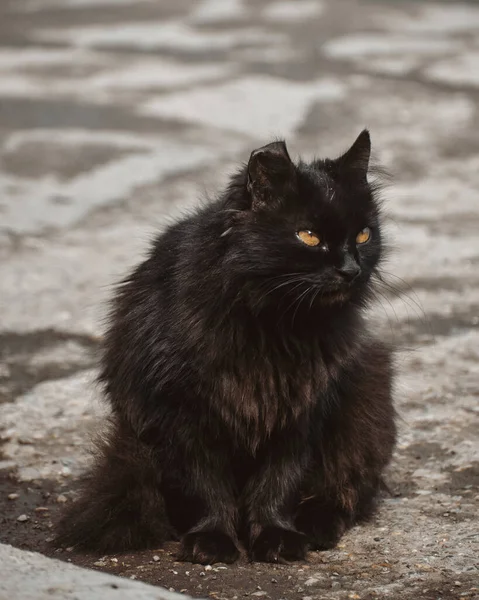 Vertikal Bild Fluffig Svart Katt Med Gula Ögon — Stockfoto