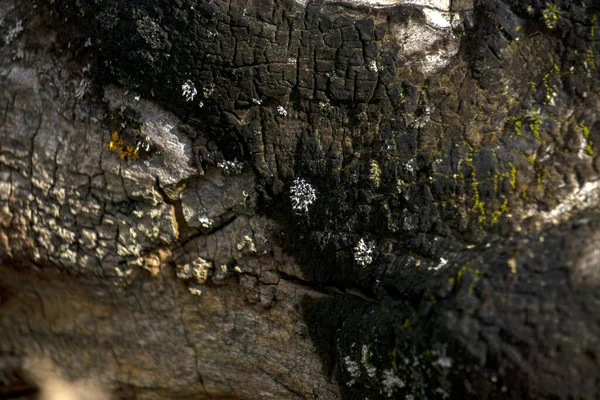 Primo Piano Della Struttura Dell Albero Bruciato Con Licheni Sopra — Foto Stock