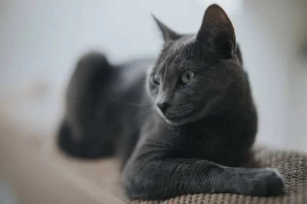 一只黑色绒毛猫的特写镜头躺在地上 — 图库照片