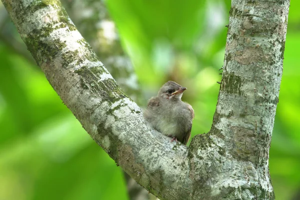 小さなふわふわの灰色の鳥が2本の木の茎の間に座って明るい緑の葉の背景を持つ側を探しています — ストック写真