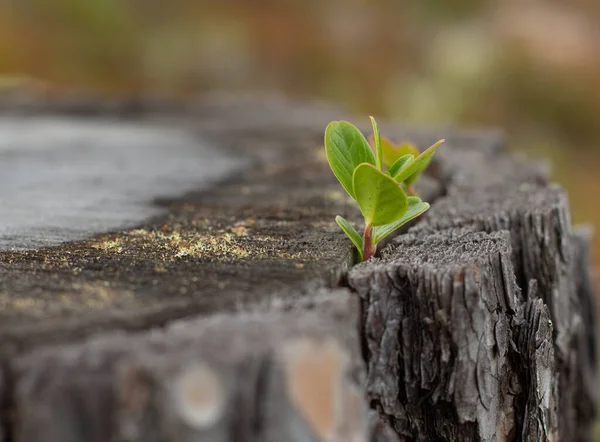 Gros Plan Germe Sur Tronc Arbre — Photo