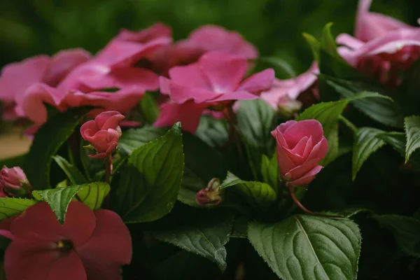 繊細なピンクのバルサムの花の選択的なフォーカスショット — ストック写真